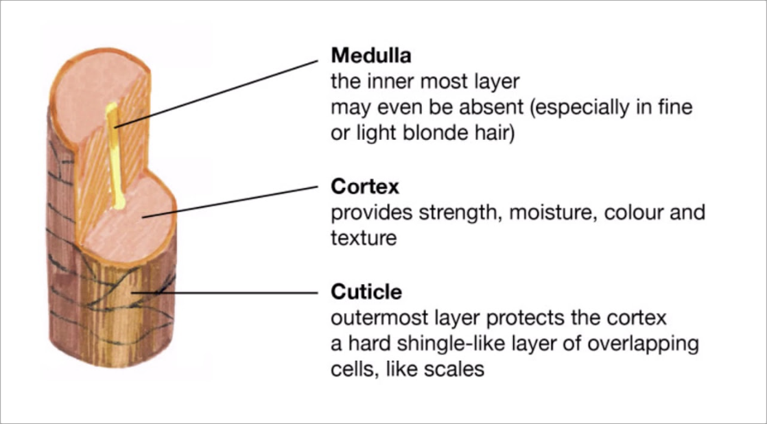 什麼是毛鱗片（Cuticle）